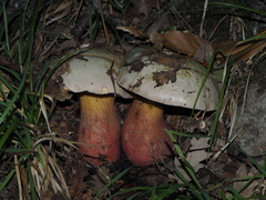 Rubroboletus rhodoxanthus