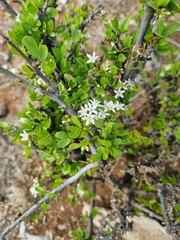 Ehretia rigida