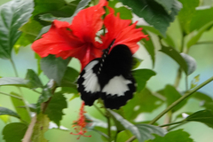 Papilio ambrax