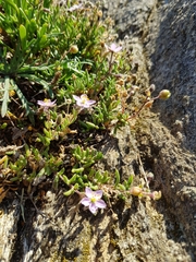 Spergularia rupicola