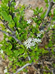 Ehretia rigida