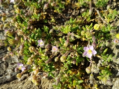 Spergularia rupicola