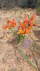 Gladiolus alatus
