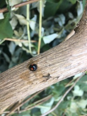 Chilocorus renipustulatus