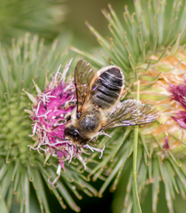 Megachile centuncularis