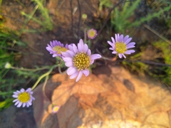 Afroaster serrulatus