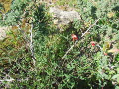 Indigofera claassensii