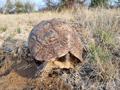 Stigmochelys pardalis