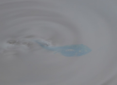 Pelobates vespertinus