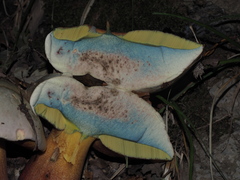 Rubroboletus rhodoxanthus