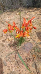 Gladiolus alatus