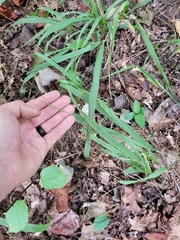 Chasmanthium sessiliflorum