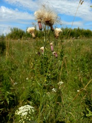 Cirsium arvense integrifolium