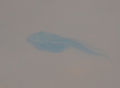 Pelobates vespertinus