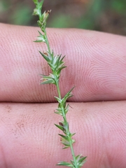Chasmanthium sessiliflorum