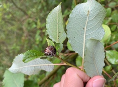 Rabdophaga strobilina