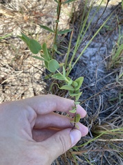 Hypericum tetrapetalum