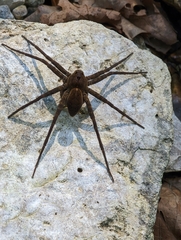 Dolomedes vittatus