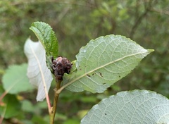 Rabdophaga strobilina