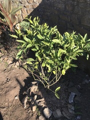 Citrus deliciosa