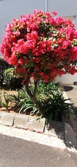 Bougainvillea spectabilis