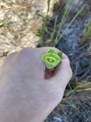 Hypericum tetrapetalum