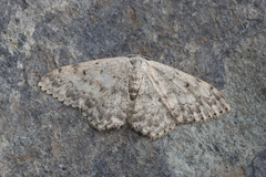 Scopula marginepunctata