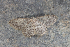 Idaea typicata