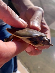 Apalone spinifera pallida