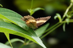 Yoma algina