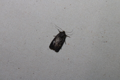 Lacinipolia renigera