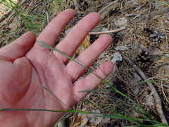 Dianthus borbasii