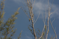 Spindalis portoricensis