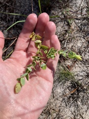 Hypericum tetrapetalum