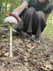 Macrolepiota