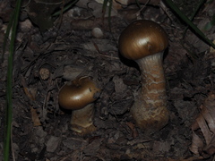Cortinarius trivialis