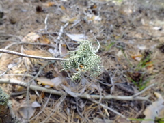 Evernia