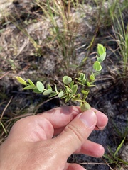 Hypericum tetrapetalum