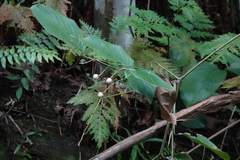 Alpinia