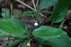Alpinia
