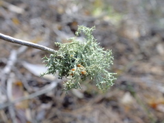 Evernia