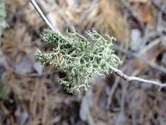 Evernia