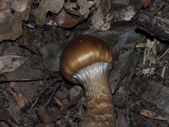 Cortinarius trivialis