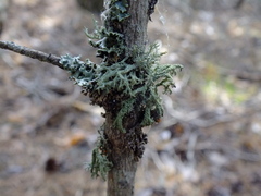 Evernia