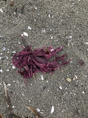 Calliarthron tuberculosum