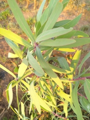 Protea caffra caffra