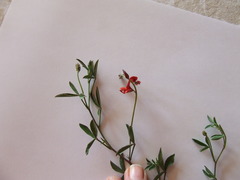 Indigofera claassensii