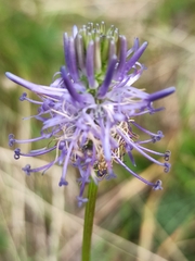 Phyteuma betonicifolium