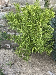 Citrus deliciosa