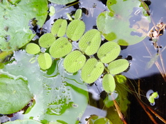 Salvinia natans